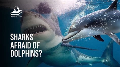 Are sharks scared of dolphins. Things To Know About Are sharks scared of dolphins. 